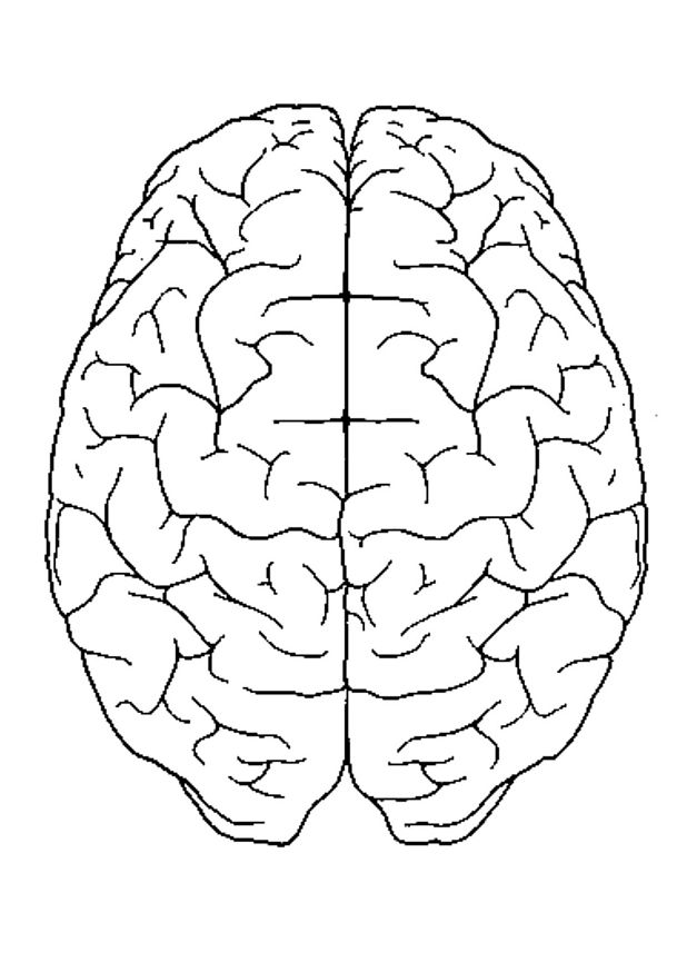 Plansa de colorat cu Biologie 88 64